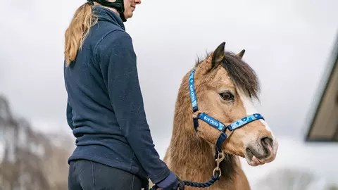A Blue Cross groom stands next to a small brown pony. The pony is wearing a blue head collar.